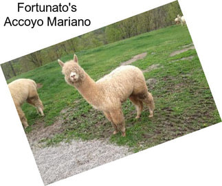 Fortunato\'s Accoyo Mariano