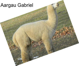 Aargau Gabriel