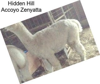 Hidden Hill Accoyo Zenyatta