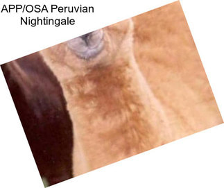 APP/OSA Peruvian Nightingale