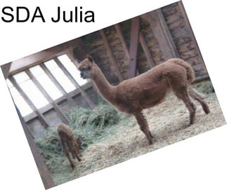 SDA Julia