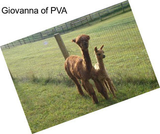 Giovanna of PVA