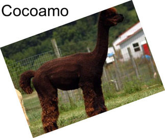 Cocoamo