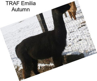 TRAF Emilia Autumn