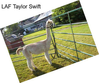 LAF Taylor Swift