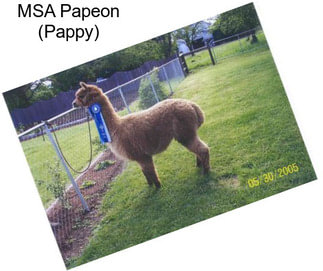 MSA Papeon (Pappy)