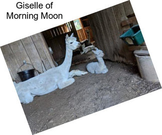 Giselle of Morning Moon