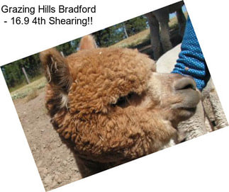 Grazing Hills Bradford - 16.9 4th Shearing!!