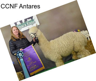 CCNF Antares