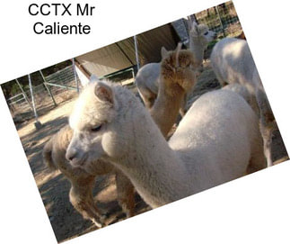 CCTX Mr Caliente