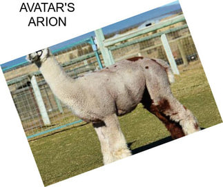 AVATAR\'S ARION