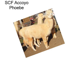 SCF Accoyo Phoebe