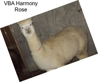 VBA Harmony Rose