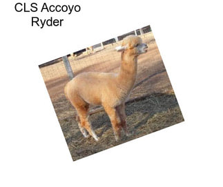 CLS Accoyo Ryder