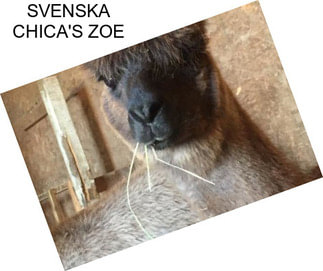 SVENSKA CHICA\'S ZOE