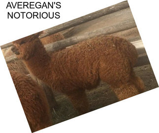 AVEREGAN\'S NOTORIOUS