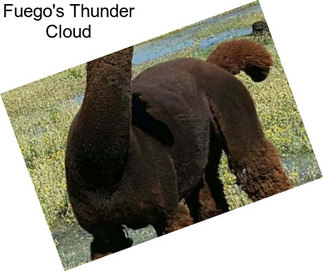 Fuego\'s Thunder Cloud