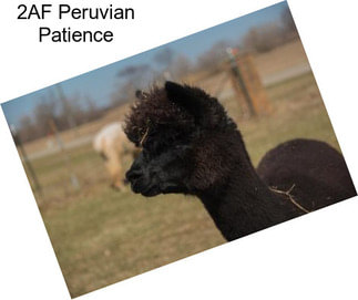 2AF Peruvian Patience