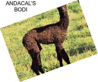 ANDACAL\'S BODI