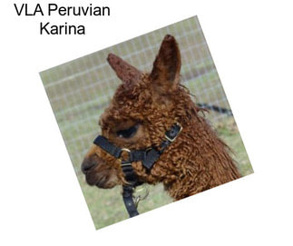 VLA Peruvian Karina