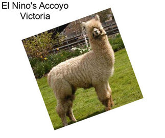 El Nino\'s Accoyo Victoria