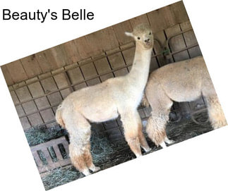 Beauty\'s Belle