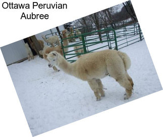 Ottawa Peruvian Aubree