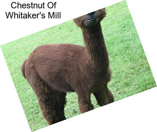 Chestnut Of Whitaker\'s Mill