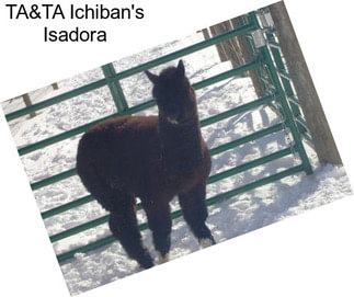 TA&TA Ichiban\'s Isadora