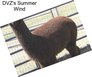 DVZ\'s Summer Wind