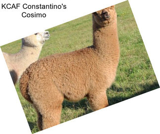 KCAF Constantino\'s Cosimo