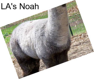 LA\'s Noah