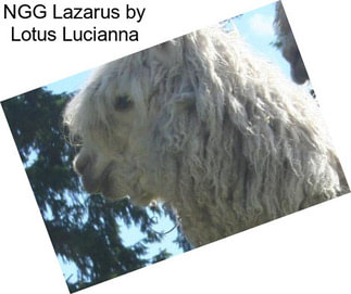 NGG Lazarus by Lotus Lucianna