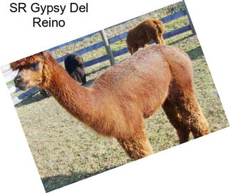 SR Gypsy Del Reino