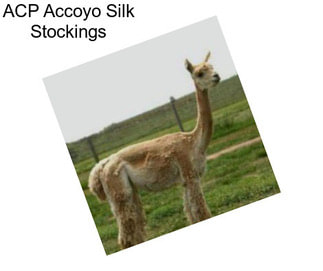 ACP Accoyo Silk Stockings