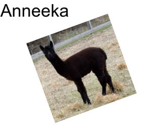 Anneeka