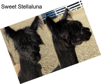 Sweet Stellaluna