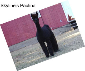 Skyline\'s Paulina