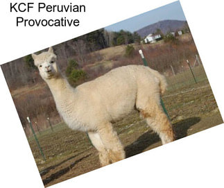 KCF Peruvian Provocative