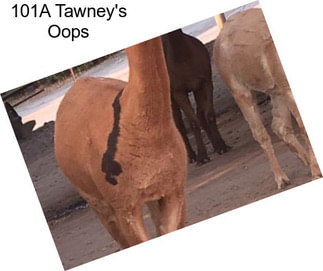 101A Tawney\'s Oops