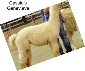 Cassie\'s Genevieve