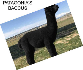 PATAGONIA\'S BACCUS