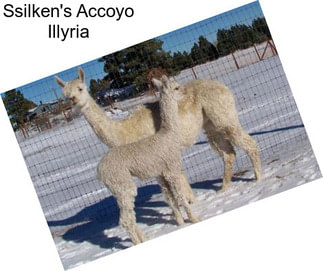 Ssilken\'s Accoyo Illyria