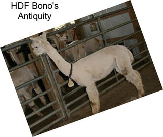 HDF Bono\'s Antiquity