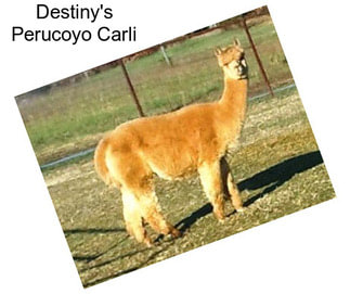 Destiny\'s Perucoyo Carli