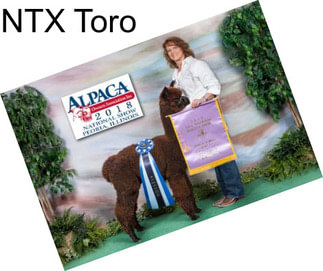 NTX Toro