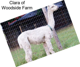 Clara of Woodside Farm