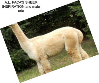 A.L. PACA\'S SHEER INSPIRATION and male cria