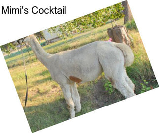 Mimi\'s Cocktail