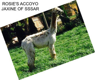 ROSIE\'S ACCOYO JAXINE OF SSSAR